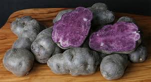 The progenitor variety, 'norland', was released by the north dakota agricultural college in 1957. Vitelotte Wikipedia