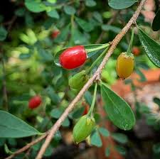 Image result for Erythroxylum