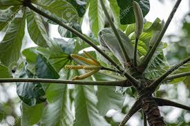 Image result for Cecropia pachystachya