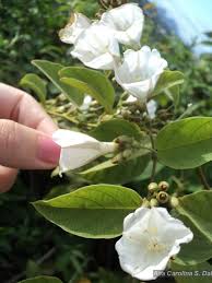 Image result for Bonamia velutina