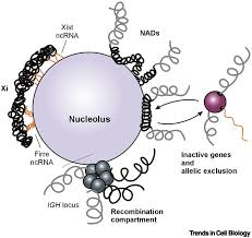 Check spelling or type a new query. Nucleolus A Central Hub For Nuclear Functions Trends In Cell Biology