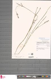 Image result for Scleria catophylla