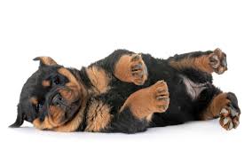 Rottweiler Rottweiler