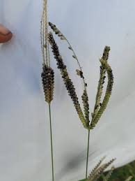 Image result for Chloris pilosa