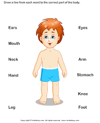 Image result for body parts for kids