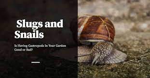 Is Having Slugs And Snails In Your Garden Good Or Bad Pest Control Products