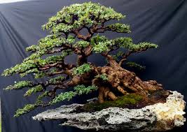Check spelling or type a new query. Bonsai Ileng Ileng Mangsian
