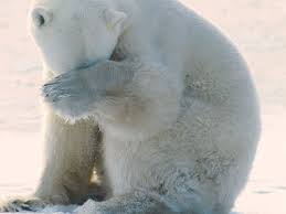 Download Wallpapers Download 1920x1440 Ice Snow Animals Bears Polar Bears Polar 1024x768 Wallpaper Wallpaper Free Wallpapers Dow Polar Bear Bear Snow Animals