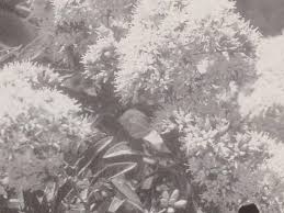 Image result for Vernonia adoensis