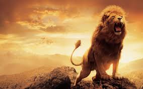 15 Lion Hd Wallpapers Lion Hd Wallpaper Full Hd Desktop Wallpapers Lions Photos
