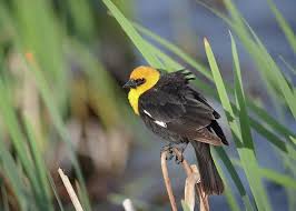 Birds With Yellow Feathers On Head Yellow Head Blackbird At The Pond Greeting Card For Sale By Whispering Peaks Photography With Images Animals Beautiful Black Bird Beautiful Birds