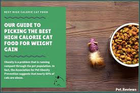 10 best high calorie cat foods for weight gain in 2019