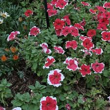 Image result for foto petúnie