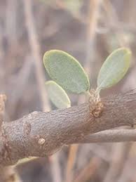 Image result for Cadaba farinosa