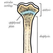 Image result for Growth Plate