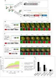 The results showed that the igg ascs were scattered in the lamina propria (lp). Generation Of An Alpaca Derived Nanobody Recognizing G H2ax Sciencedirect