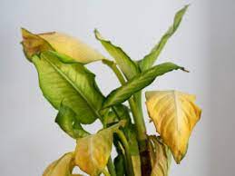 Yellowing of the leaves is technically called chlorosis and it can point to a variety of health problems. Yellowing Leaves On Plants Reasons For Leaves Turning Yellow