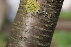 Alten Kirschbaum Schneiden Anleitung Zum Verjungen Kirschbaum Schneiden Kirschbaum Obstbaume Schneiden