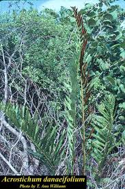 Image result for Acrostichum