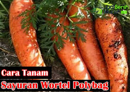 We did not find results for: 6 Panduan Mudah Menanam Wortel Dalam Polybag Jualbenihmurah Com