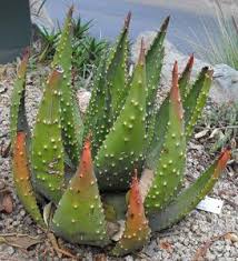 Image result for Aloe aculeata × globuligemma