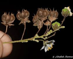 Image result for Wissadula