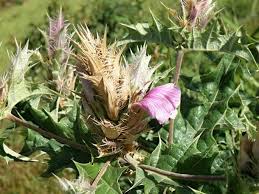 Image result for Acanthus polystachyus