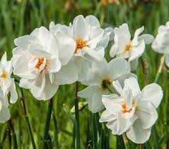 Narcissus Viktoria Von Dem Bussche White Flower Farm Narcissus Daffodils
