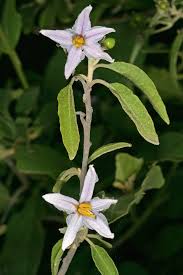 Image result for Solanum tettense