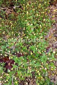 Image result for Acmella