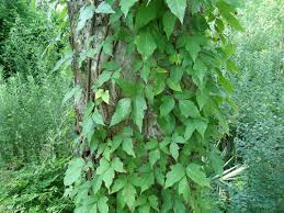 Pacific poison oak, or toxicodendron diversilobum, is a serious problem plant. Poison Ivy Vines In The Landscape