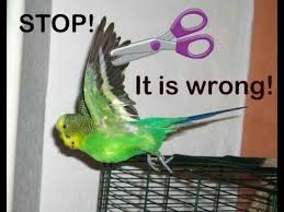 Stop Wing Clipping Budgies And Other Domestic Birds Parrot Wings Bird Wings Budgies