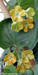 Image result for Telosma