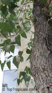 Image result for Eucalyptus sp.