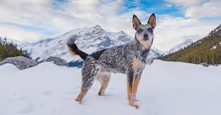 They are both traditional herding dogs, and they are both very intelligent. Australian Cattle Dog Facts Dog Breed Selector Quiz Results Iams