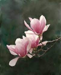 Paintings Of Magnolias Trees Google Search Japanese Magnolia Tree Japanese Magnolia Magnolia Flower
