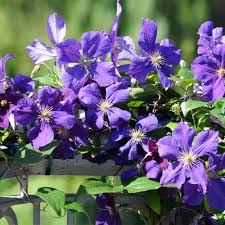 Image result for Clematis