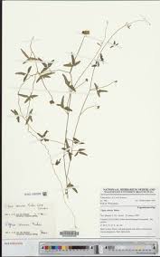 Image result for Vigna comosa