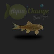 Je vous fais part d'un condenser de l'anatomie du poisson. Achat En Ligne De Garra Rufa