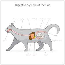 The tumor may have originated in the brain, making it a primary growth, or spread to the brain by metastasizing from another cancer elsewhere in the body. Pancreatitis In Cats A Silent Killer Animalbiome