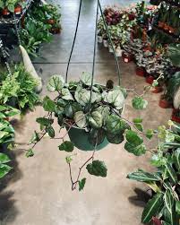 Image result for Senecio mariettae
