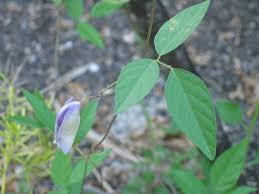 Image result for Centrosema