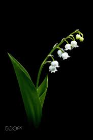 Black And White Lily Flower Lily Of The Valley Lily Of The Valley Lily Of The Valley Flowers Flower Pictures