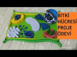 Bitki Hucresi Proje Odevi Youtube