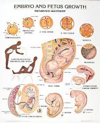 1334 10 embryo and fetus growth chart mounted