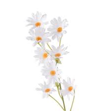 Purchase the White Mini Daisy Spray by Ashland® at Michaels