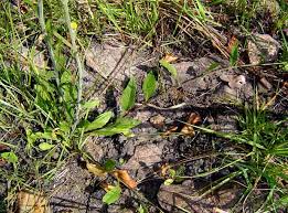 Image result for Conyza limosa