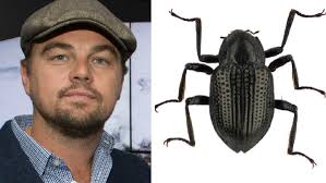 Actor Leonardo DiCaprio Is Now Officially the Eponym of a Rare Beetle