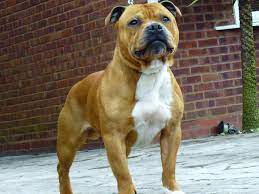 pin on dogs