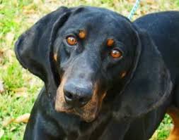 American Black And Tan Coonhound Rescue Inc Mississippi Urgent Beauford T Is An Adoptable 2y O Black Tan Coonhound Dog In Madison A Big Lovable Male With Th Coonhound Dog Adoption Animal Shelter